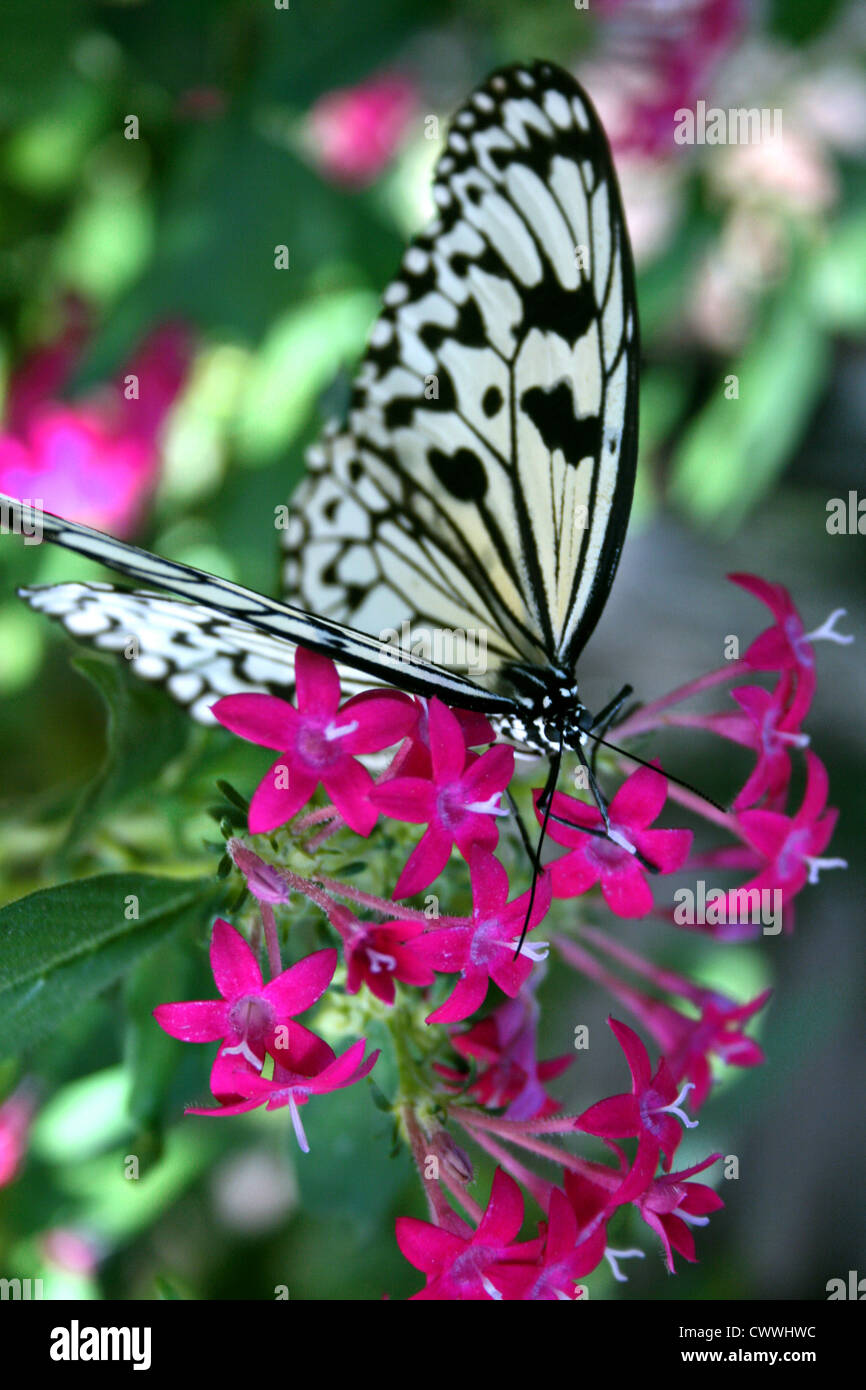 Schmetterling Monarch Schmetterlinge Insekt Foto Bild Stockfoto