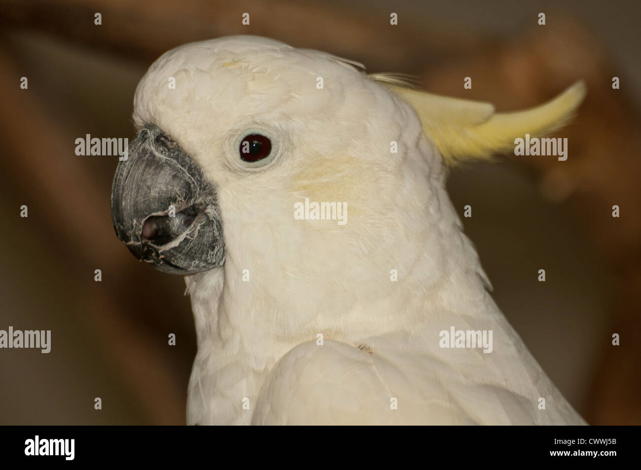 Große Schwefel Crested Cockatoo, Malaysia Stockfoto