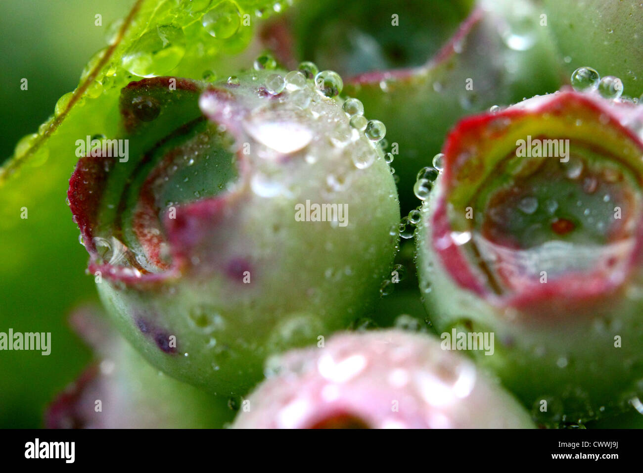 Einige grüne Heidelbeeren mit Tau nass. Stockfoto