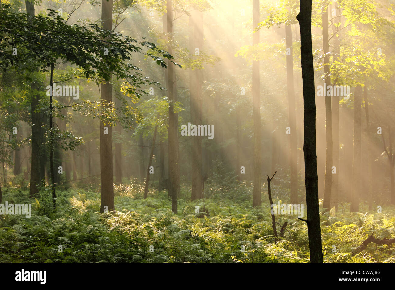 Sonnenlicht strahlt nach unten durch einen Wald. Stockfoto