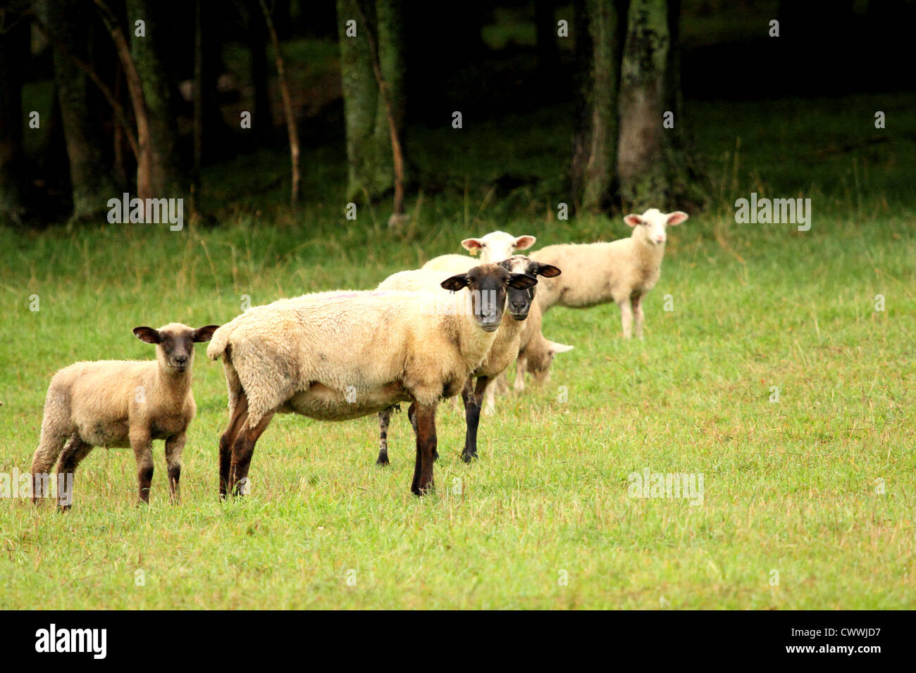 Eine Gruppe von Schafen auf einer Weide. Stockfoto