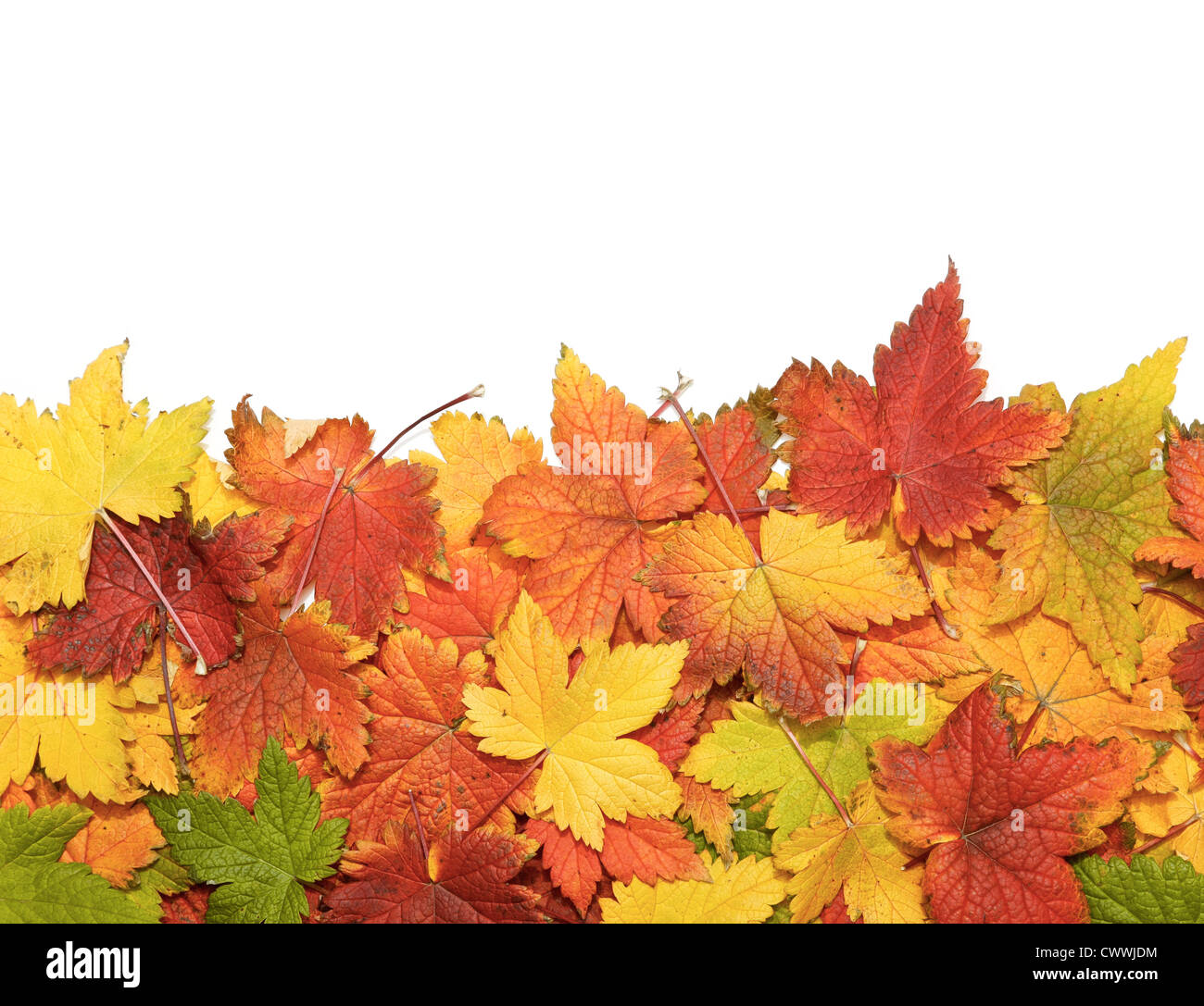 Schöne Herbstblätter isoliert auf weiss mit Textfreiraum Stockfoto