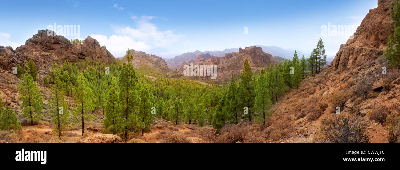 Gran Canaria Tejeda La Culata Berge Panorama mit Pinien in Kanarische Inseln Stockfoto