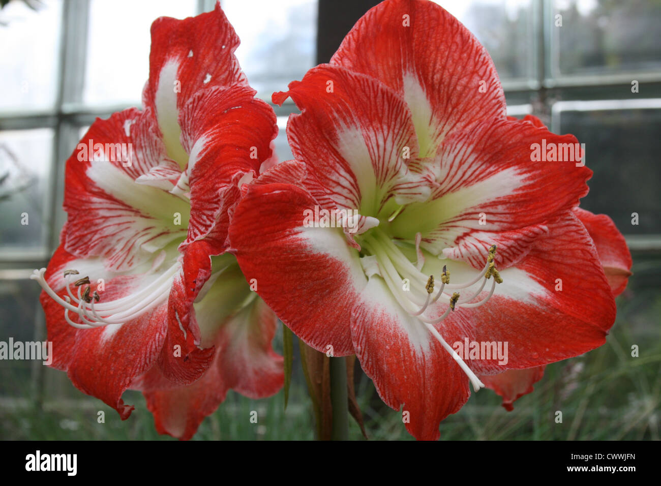 Rote Blumen botanische Kunst Blumenbild Stockfoto