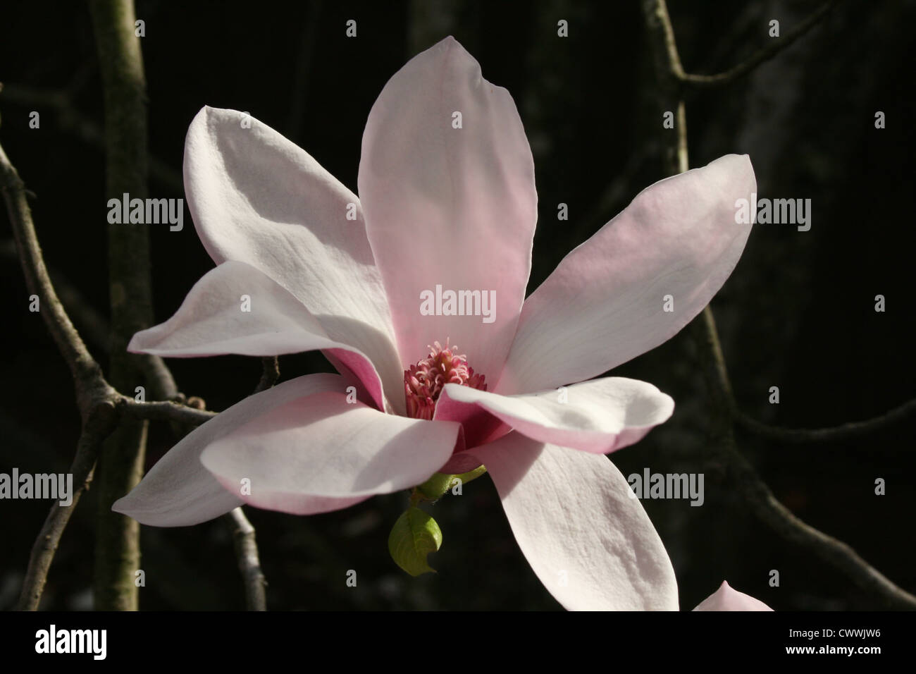 Japanische Magnolie Blume Blüte weichen zarten hübschen Blütenblätter Stockfoto