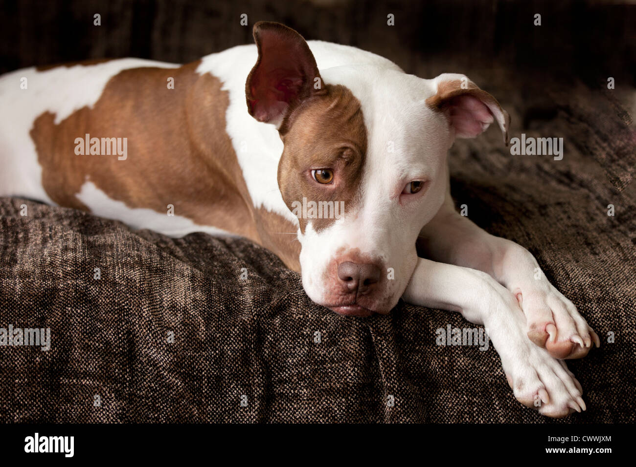 picture American Pitbull Terrier White And Brown https www alamy de stockfoto pit bull portrait 50350796 html