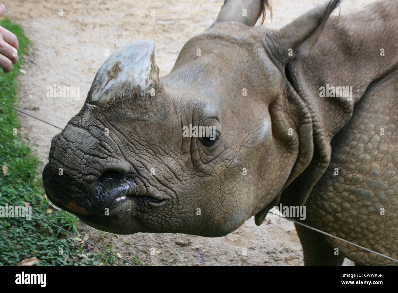 Nashorn Rhinosaurus süße wilde Tier Zootiere von Zoo safari Stockfoto