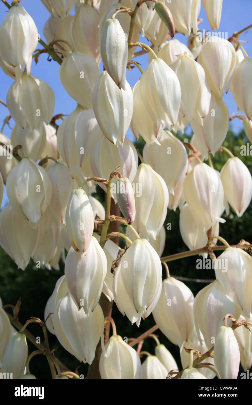 Yucca Blumenkunst südwestlichen Fotos Bilder Stockfoto