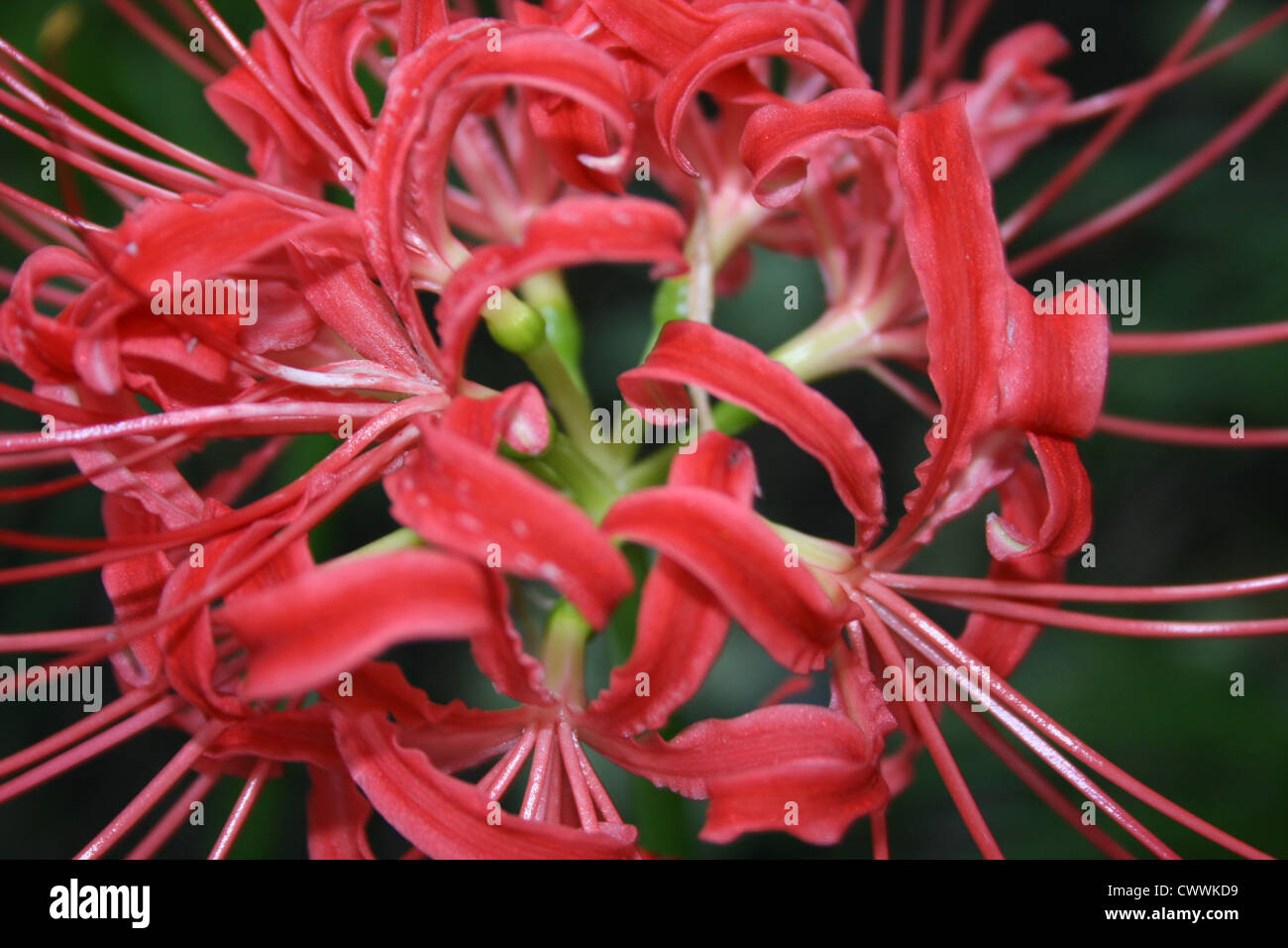 Rote Spinne Lilie Blume Bild Kunstdruck Farbe rot, das fotografische Bild botanische Blumen Drucke Stockfoto