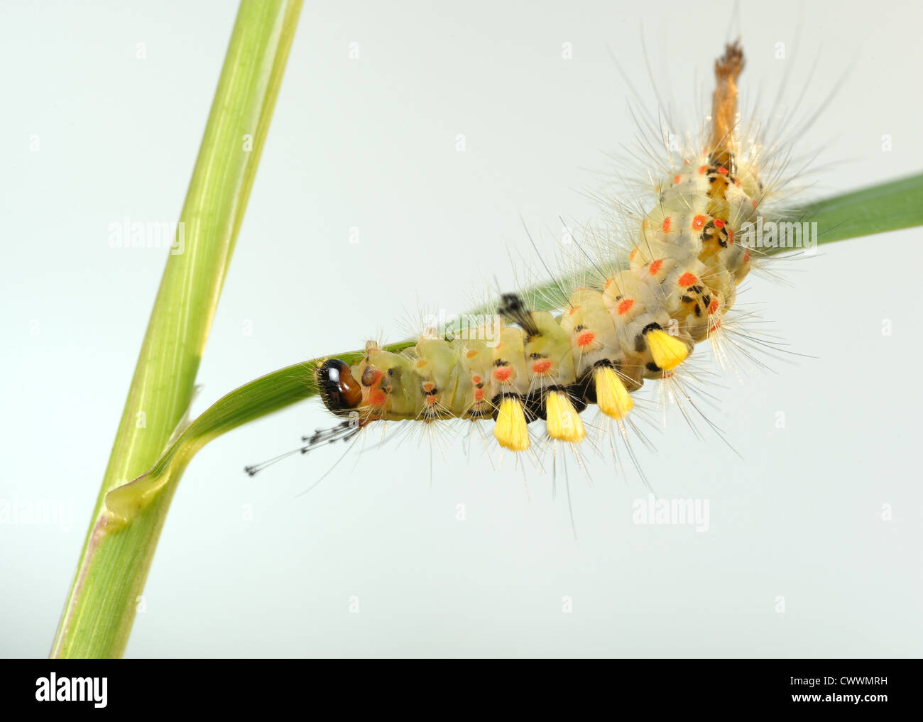 Kleine Raupe mit Büschel von Haaren auf der Klinge. Stockfoto