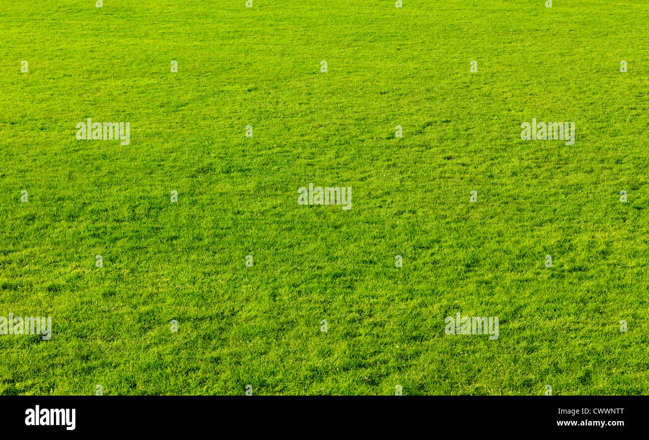 Grüne Grasschnitt Textur Hintergrund Stockfoto