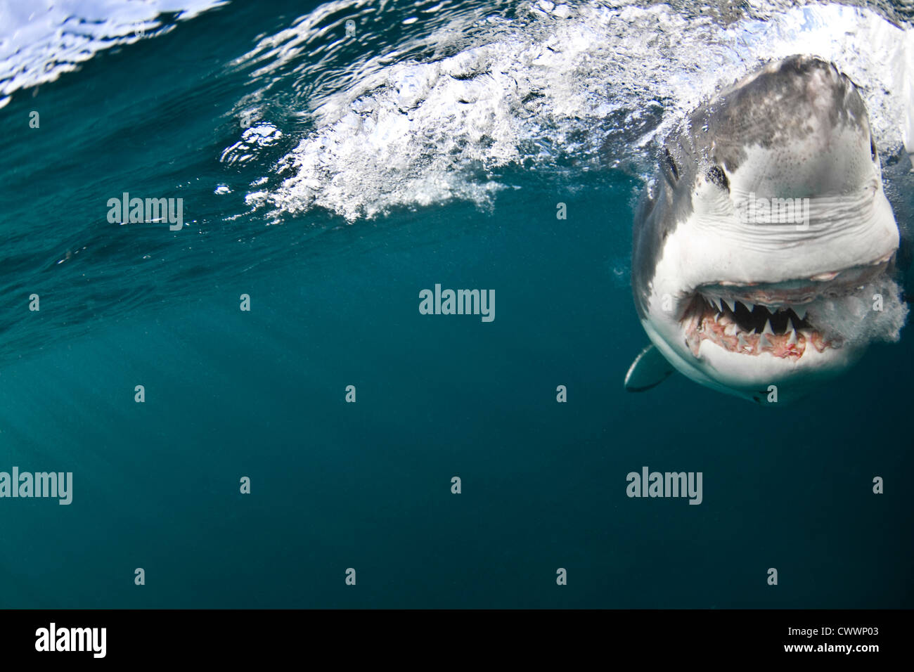 Der weiße Hai im Shark Alley - Gansbaai-Südafrika Stockfoto