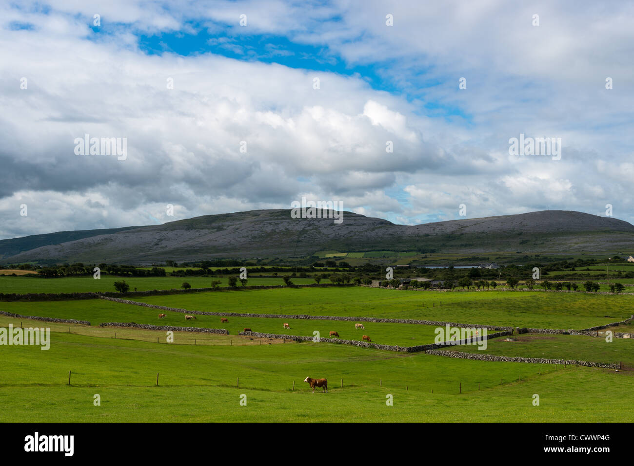 Grüne Felder mit den ungewöhnlichen Hügeln der Region "The Burren" nach hinten. County Clare, Republik Irland. Stockfoto