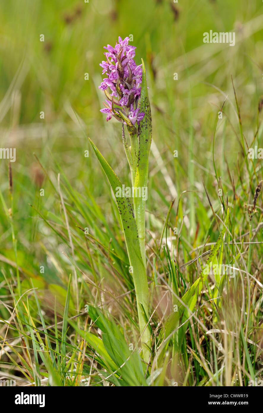 Gesprenkelt Knabenkraut - Dactylorhiza Wurzelsud Cruenta Vollpflanzen Stockfoto