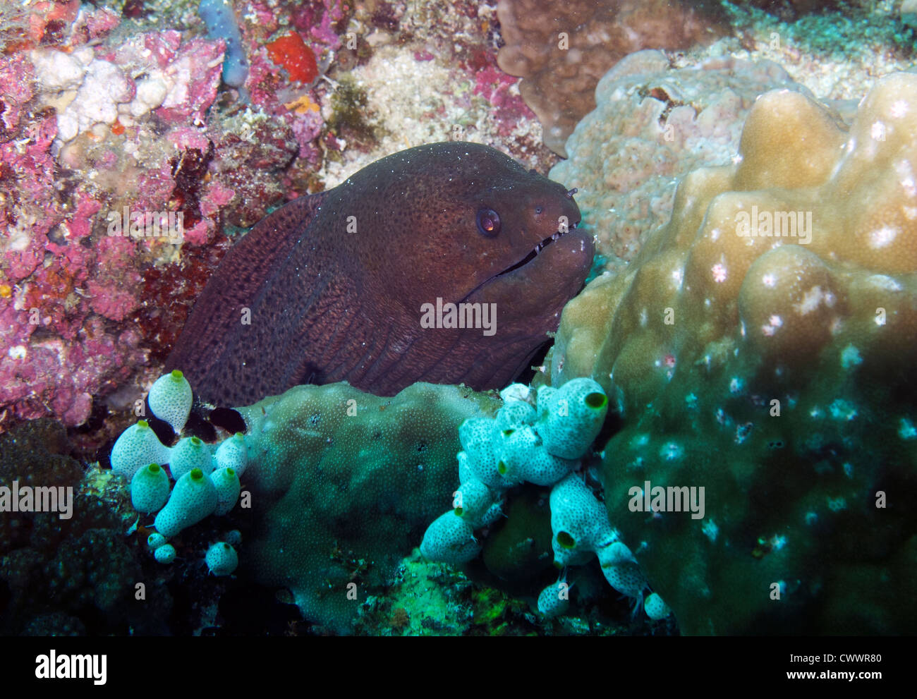 Riesen Muräne (Gymnothorax Javanicus) Stockfoto