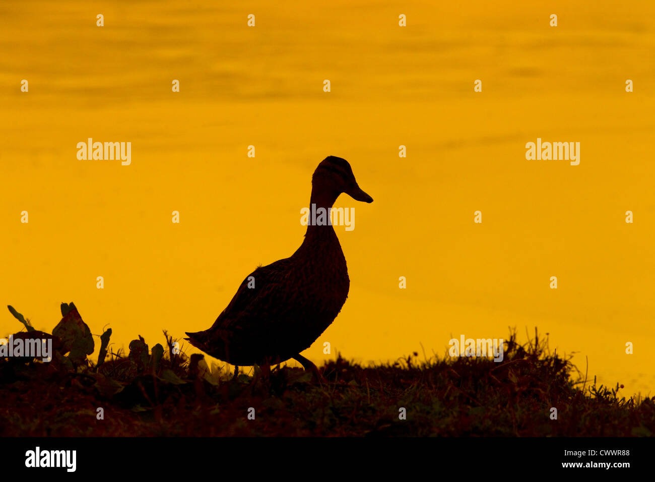 Stockente Anas Platyrhynchos bei Sonnenuntergang Fütterung Stockfoto