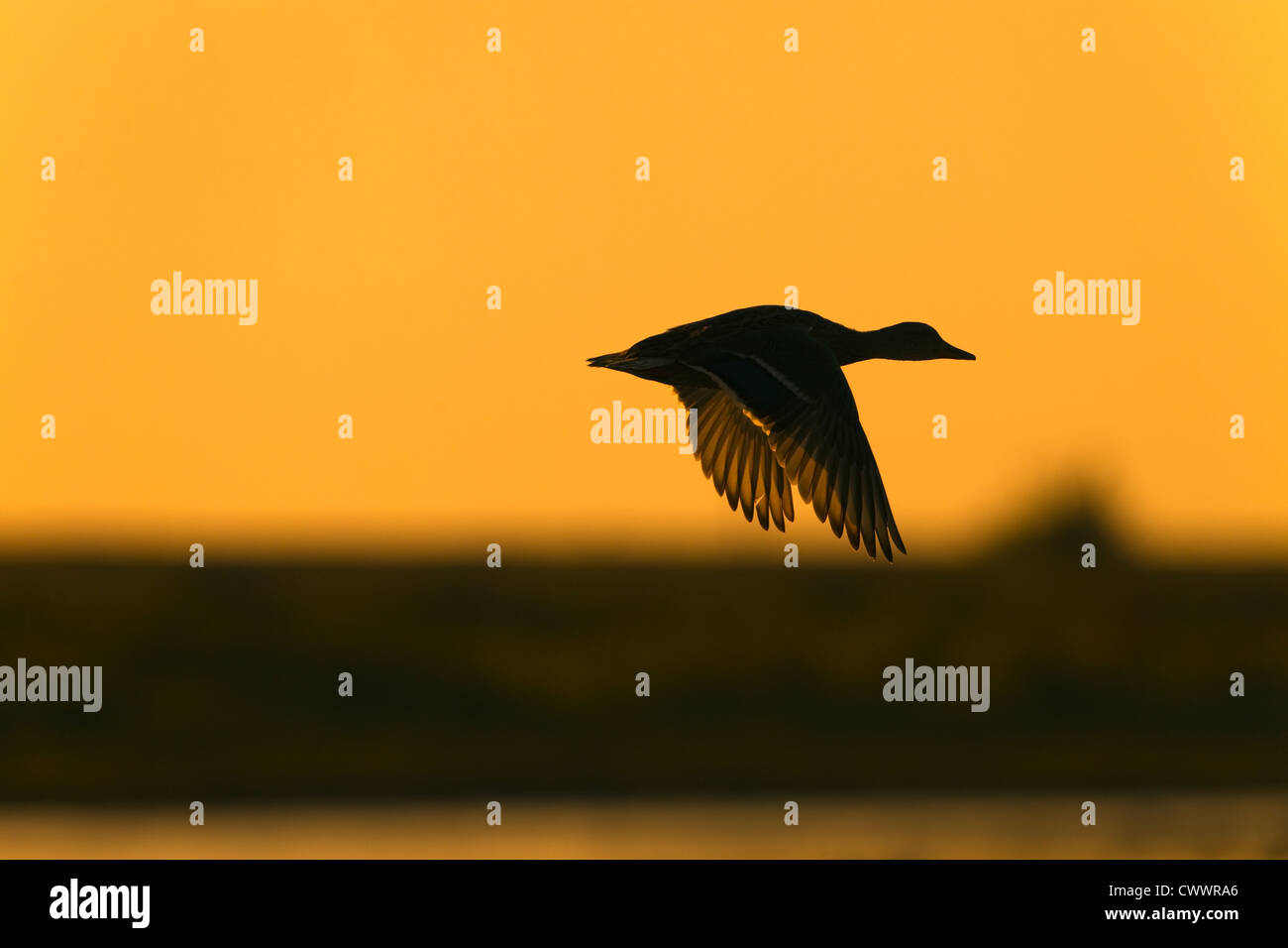 Stockente Anas platyrhynchos bei Sonnenuntergang im Flug Stockfoto