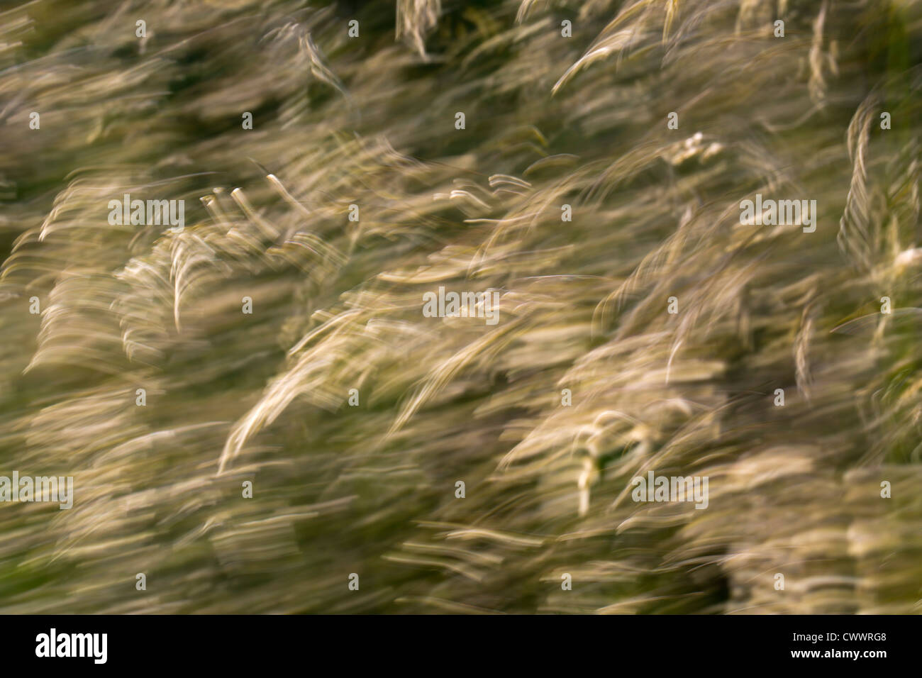 Gräser; Hintergrundbeleuchtung; bewegliche Kamera; Fototechnik; UK Stockfoto