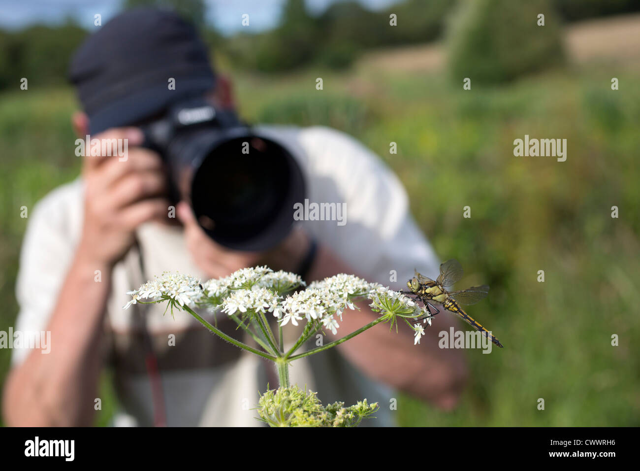 Fotografieren einen schwarzen Tailed Skimmer; Orthetrum Cancellatum; Cornwall; UK Stockfoto