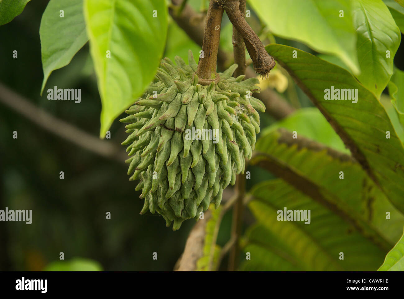 Durian Belander oder Soursop auf dem Baum Stockfotografie - Alamy