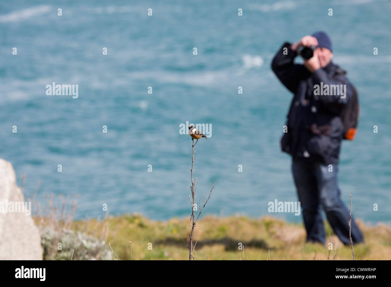 Fotografieren ein Schwarzkehlchen; Saxicola Torquata; Cornwall; UK Stockfoto