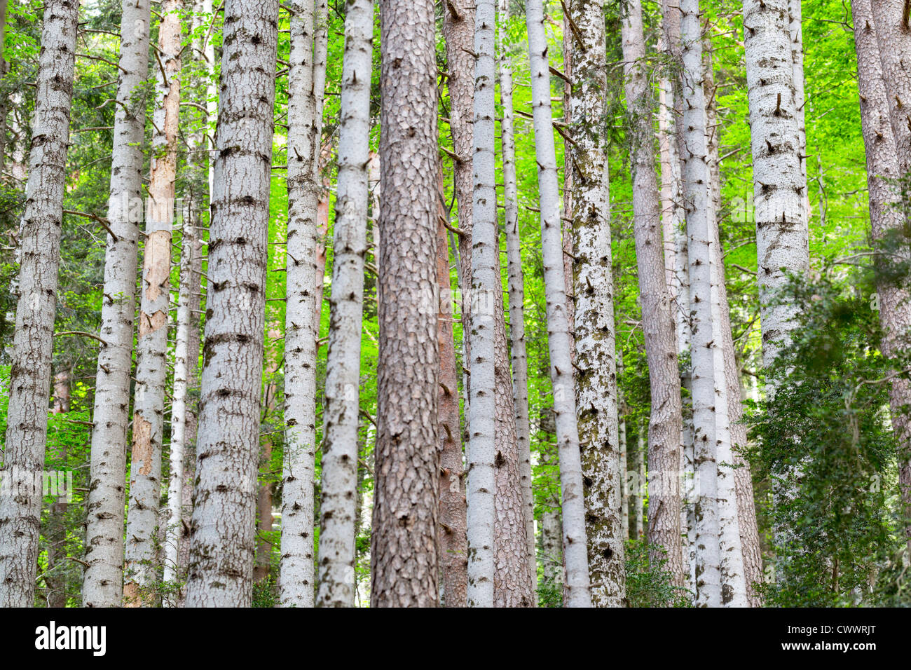 Kiefer-Baum-Stämme; Ordesa Nationalpark; Spanien Stockfoto