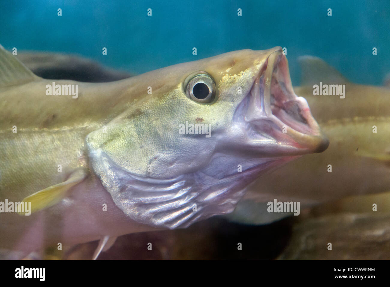 Pollack; Pollachius Pollachus; im Aquarium; UK Stockfoto