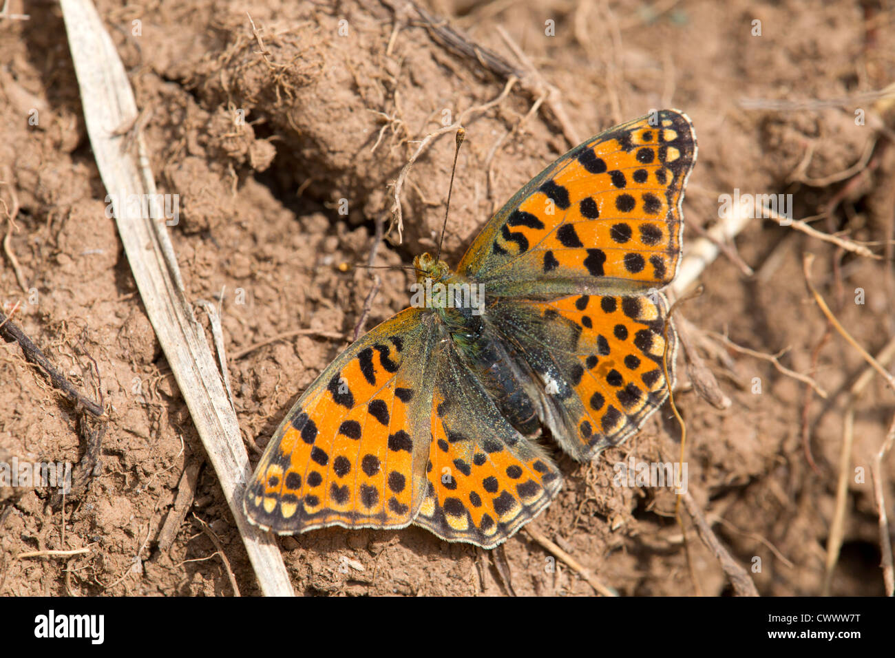 Königin von Spanien Fritillary Butterfly; Issoria Ianthonia; Spanien Stockfoto