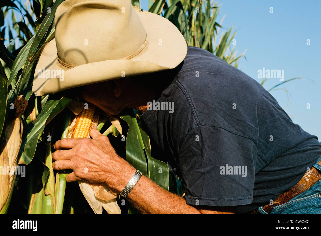 Landwirt Prüfung Maisernte Stockfoto