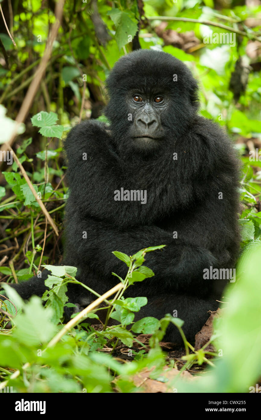 Baby-Berggorillas (Gorilla Beringei Beringei), Virunga-Nationalpark, DR Congo Stockfoto