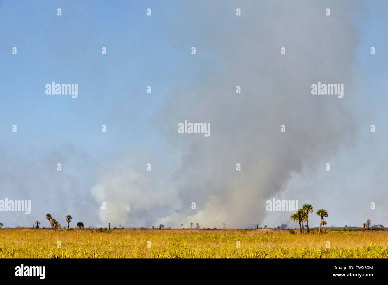 Vorgeschriebenen brennen in der trockenen Steppe, Kissimmee Prairie Preserve State Park, Florida, USA Stockfoto