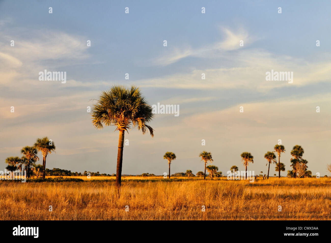 Sabal Palmen im Grünland bei Sonnenuntergang, Kissimmee Prairie Preserve State Park, Florida, USA Stockfoto