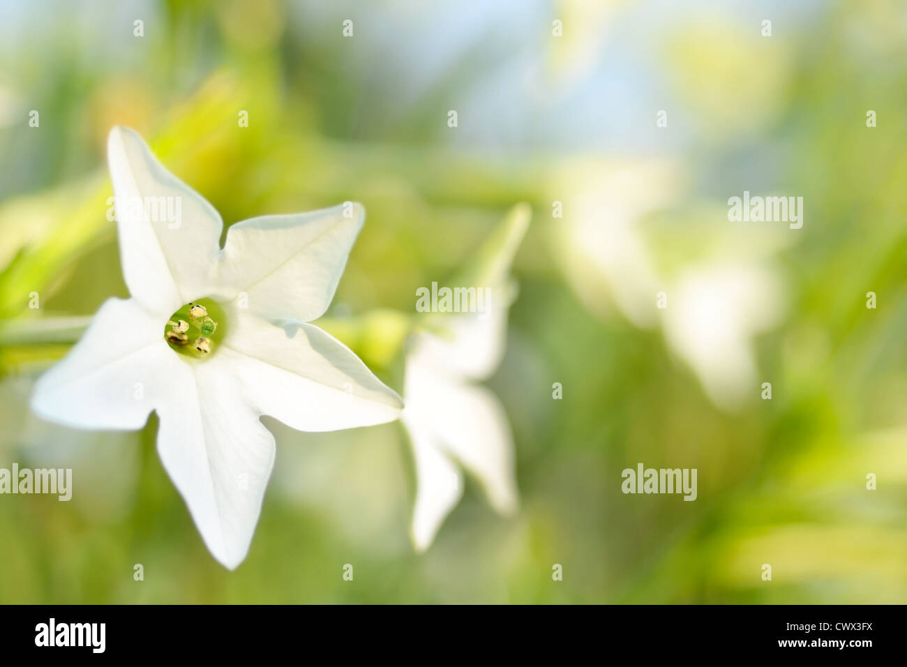 Sommer Sonnenlicht Szene - Lecker Garten Blumen auf Hintergrund Stockfoto