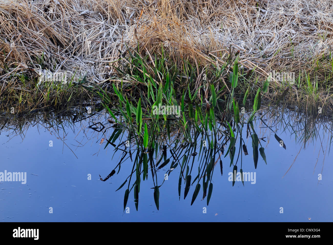 Teichpflanzen und morgen Frost, Kissimmee Prairie Preserve State Park, Florida, USA Stockfoto