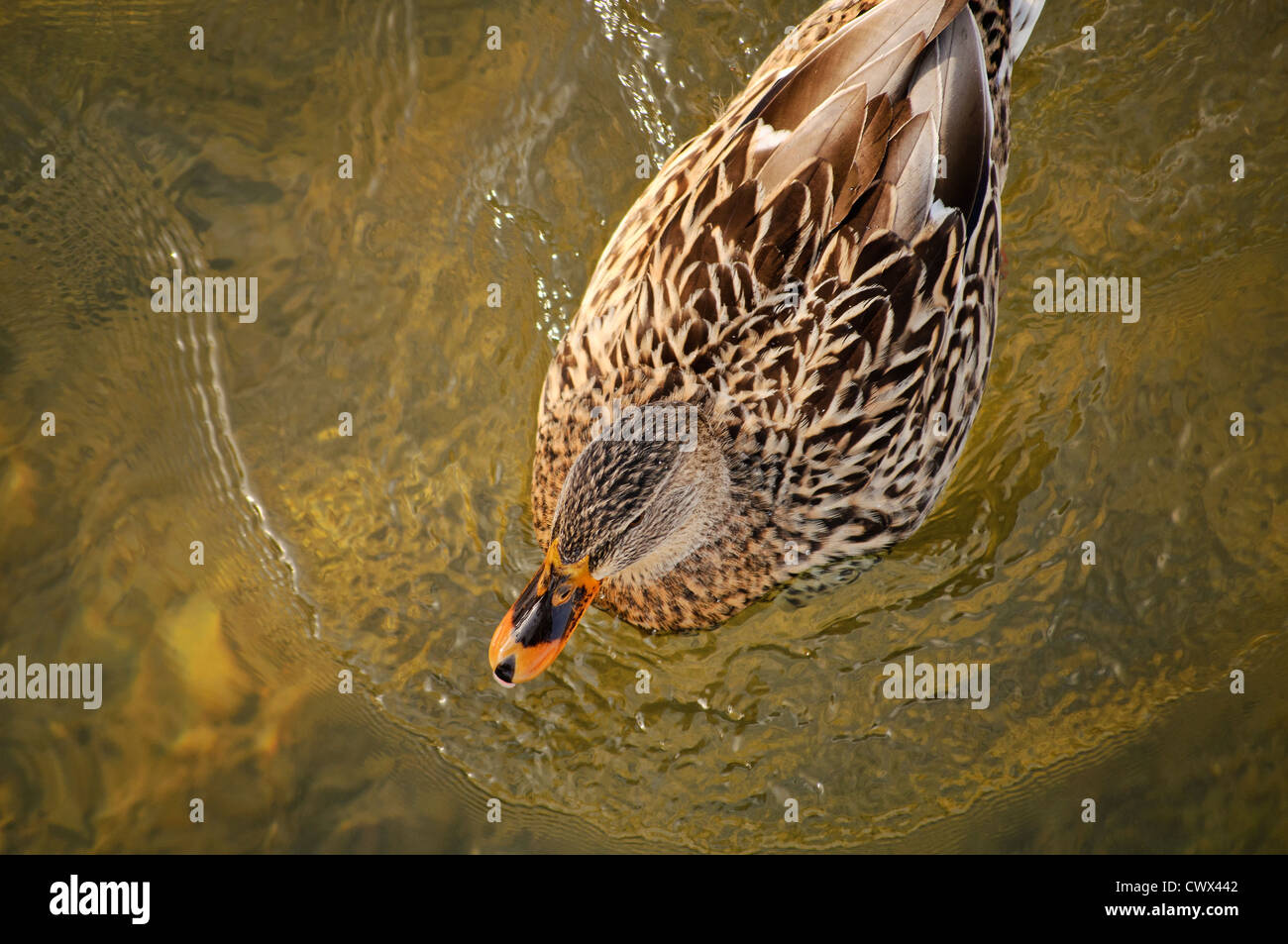 Ente Stockfoto