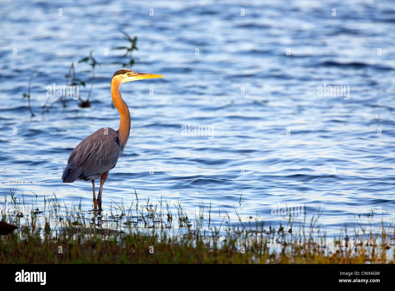 Ein Great Blue Heron (Ardea Herodias) jagt Fische an den Ufern des einer Flussmündung. Stockfoto