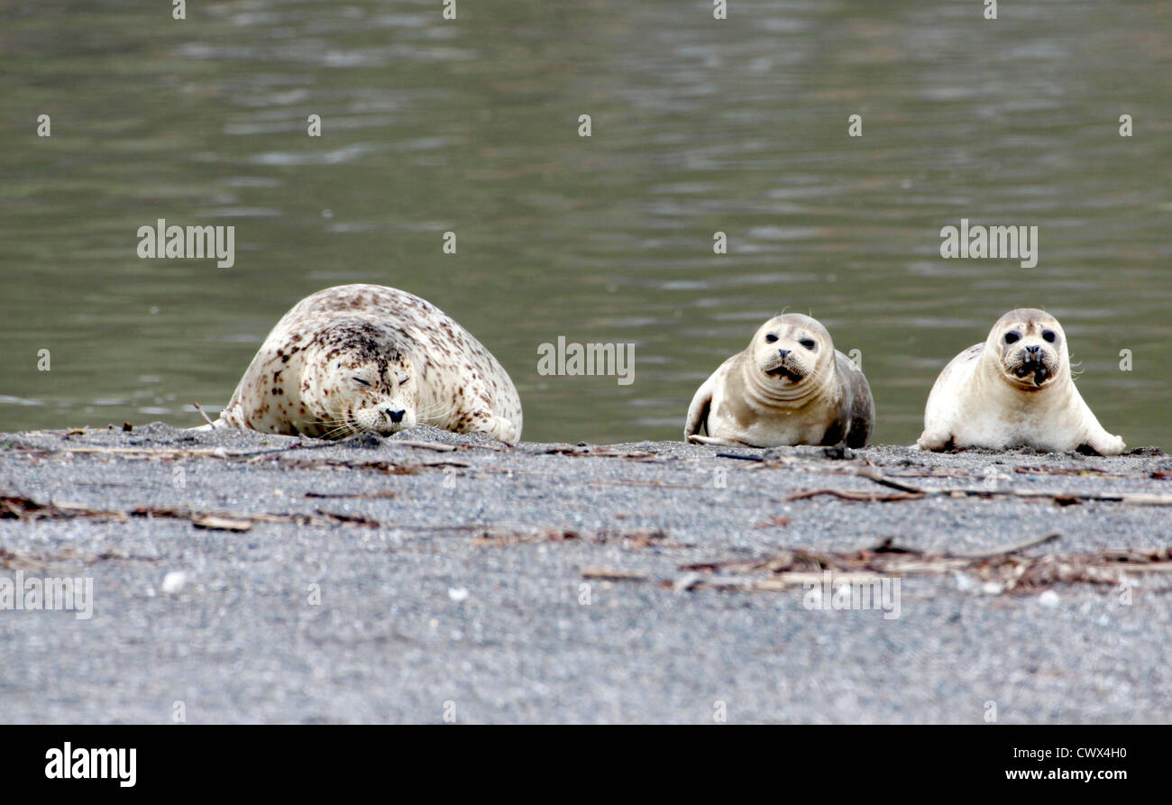 Seehunde (Phoca Vitulina) holte entlang der Russian River im Norden Kaliforniens. Stockfoto