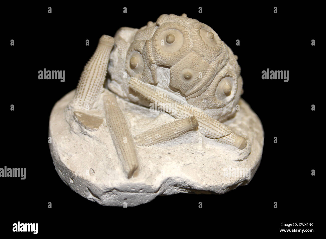 Cidaris (a.k.a. Temnocidaris/Stereocidaris) sceptrifera Obere Kreide