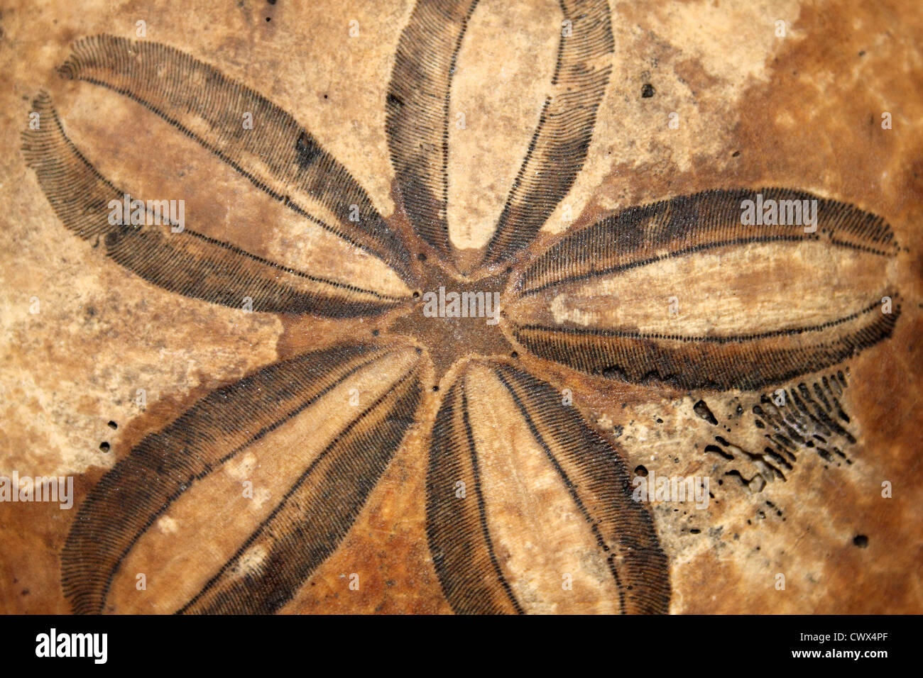Schlüsselloch Sanddollar Mellita Post Pleistozän Stockfoto
