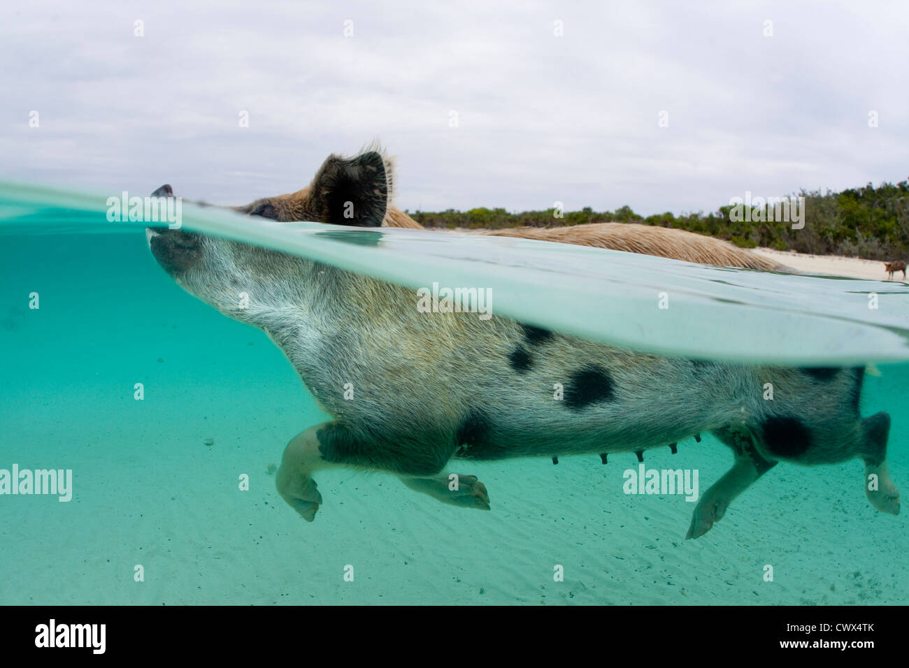 Ein wildes Schwein schwimmt in den klaren Gewässern der Bahamas Staniel Cay um ein Schiff voller Touristen zu begrüßen. Stockfoto