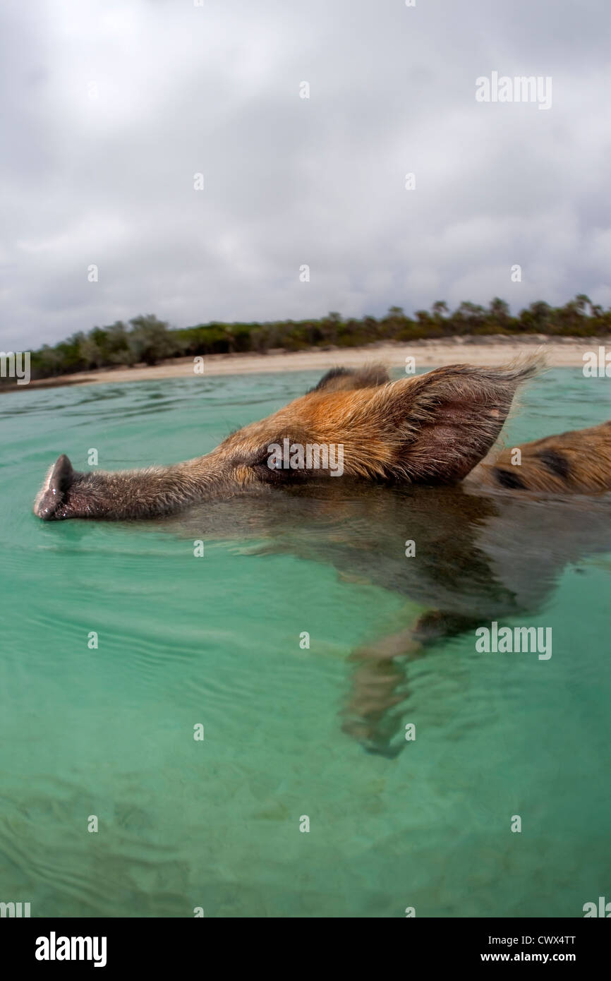 Profil von einem Wildschwein schwimmen auf einem Boot von Touristen Staniel Cay auf den Bahamas. Stockfoto
