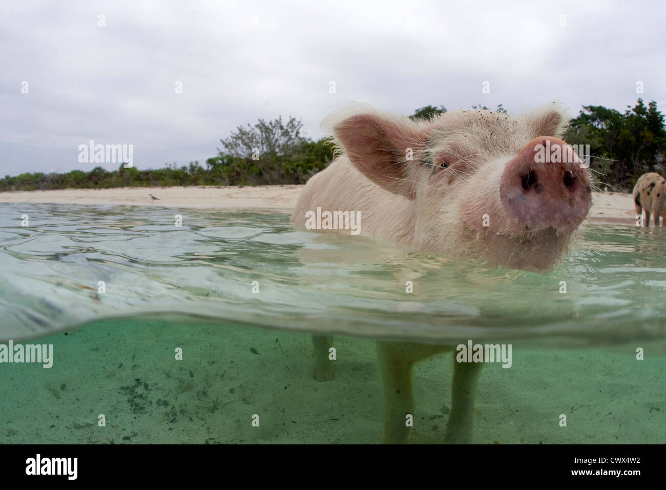 Wilde schwimmen Schwein Staniel Cay auf den Bahamas. Stockfoto