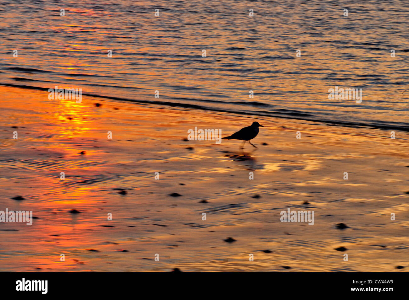 Möwe, die Nahrungssuche auf Ebbe Wattwanderungen Insel Sanibel Causeway bei Sonnenaufgang, Sanibel Island, Florida, USA Stockfoto