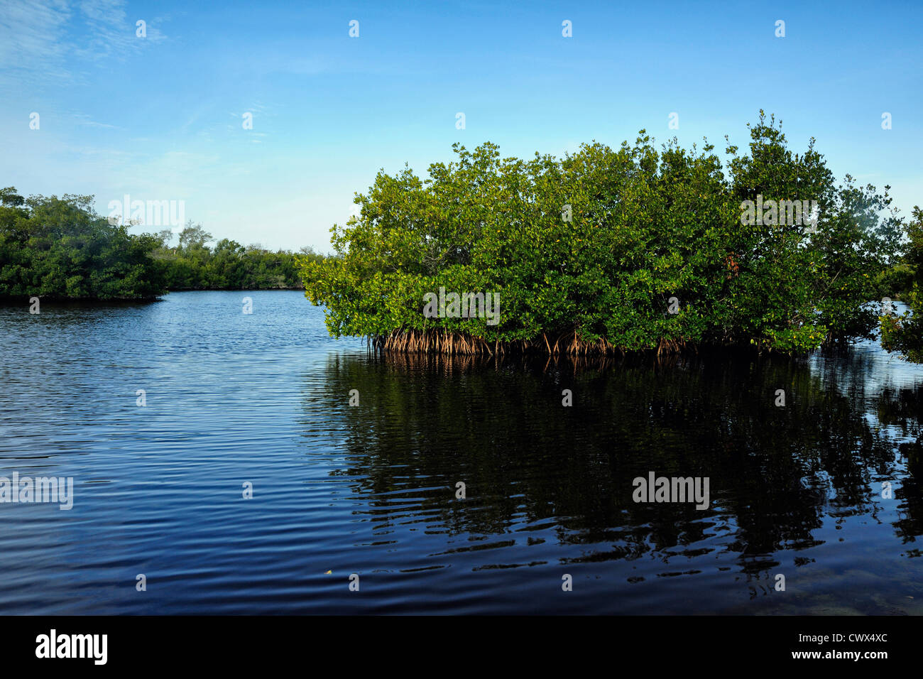 Rote Mangroven und Salz Wasser Lagunen, Ding Darling NWR, Sanibel Island, Florida, USA Stockfoto