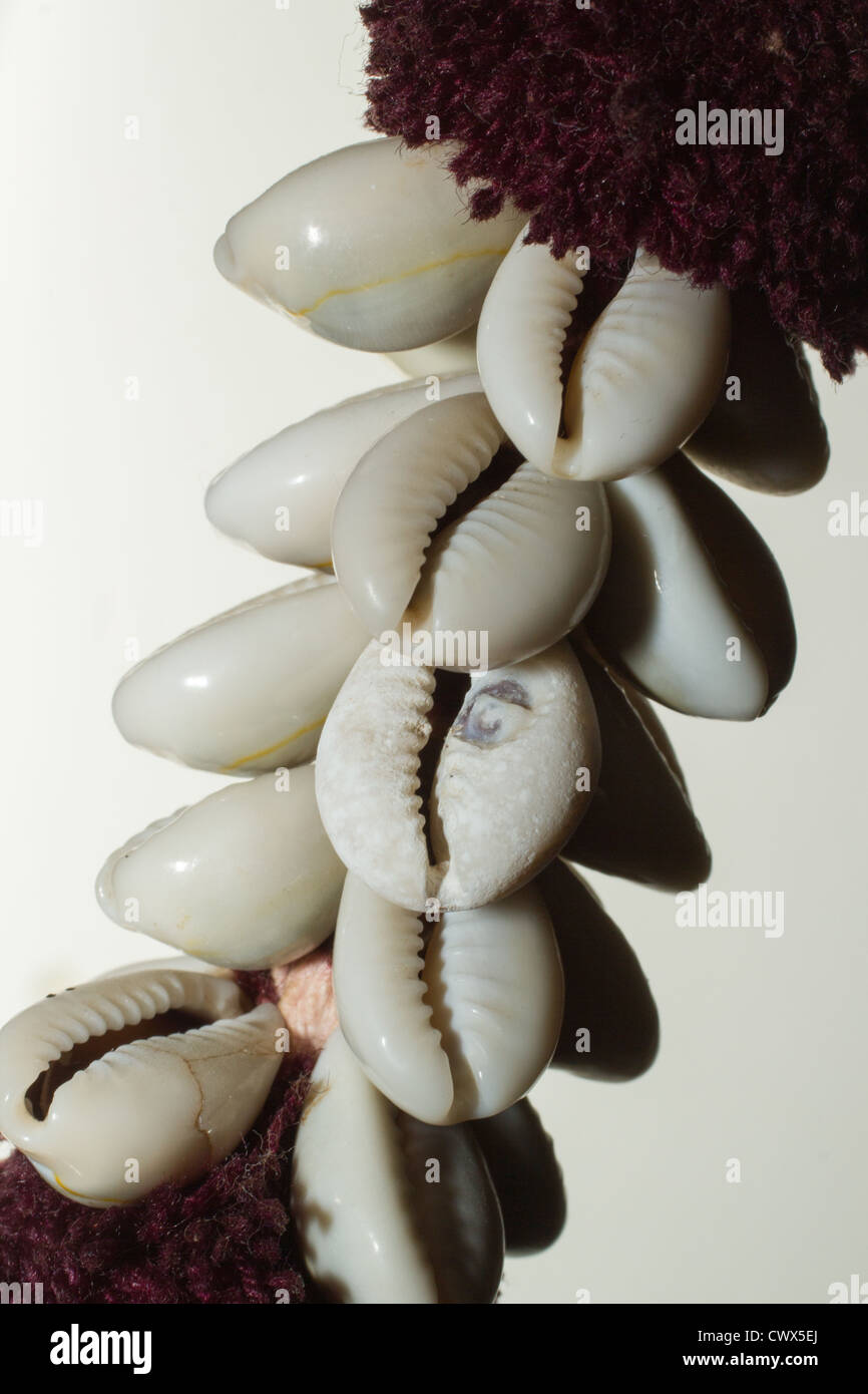 Saiteninstrumente Muscheln auf weißem Hintergrund bilden ein Muster Stockfoto