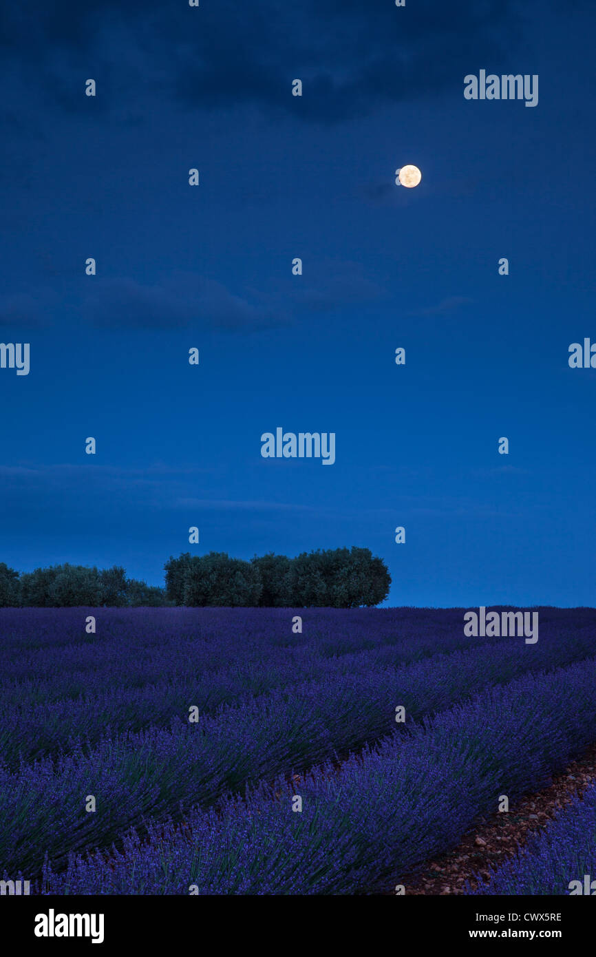 Vollmond über Lavendelfeld in der Nähe von Valensole, Provence Frankreich Stockfoto