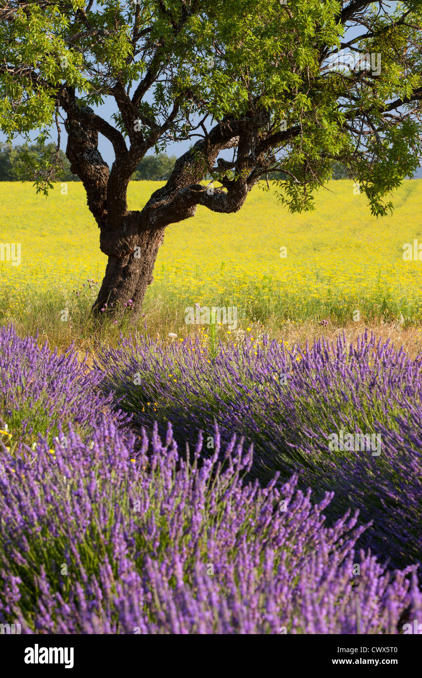 Einsamer Baum in der Mitte der Felder in der Nähe von Valensole, Provence Frankreich Lavendel und Senf Stockfoto