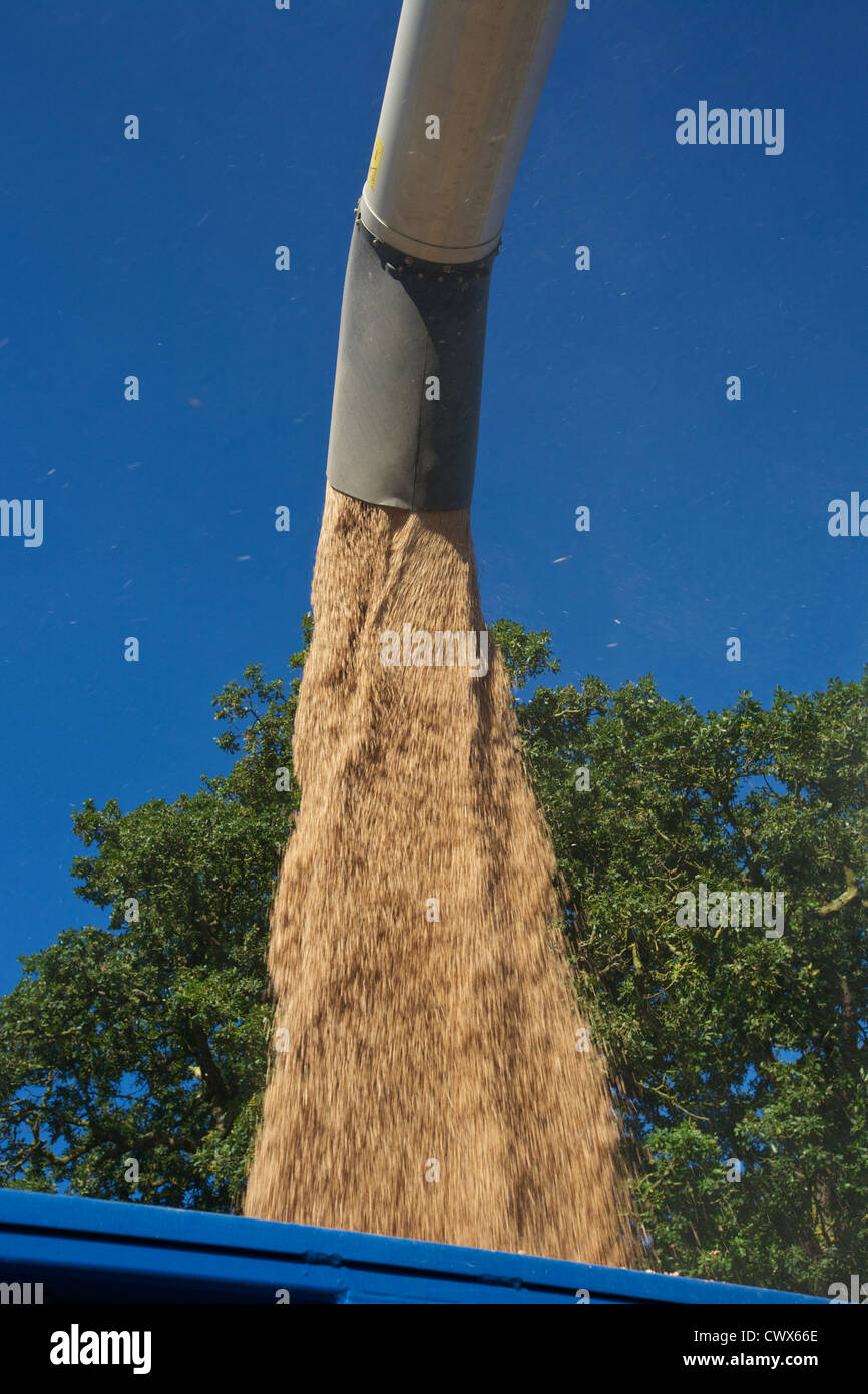 CLAAS Lexion 550 Mähdrescher Getreide bei Harvest Time UK entlädt Stockfoto