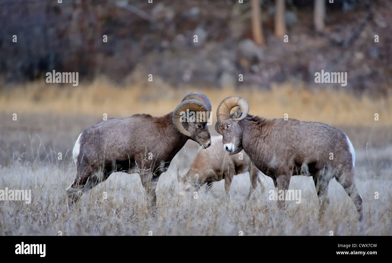 Zwei Bighorn Rams antreten, während der Brunft, Western Montana Stockfoto