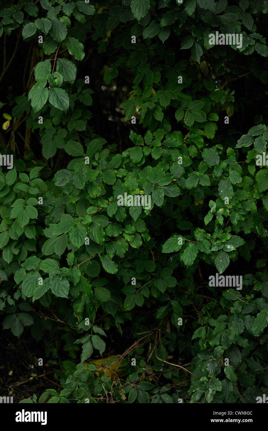 Blätter im Wald Stockfoto